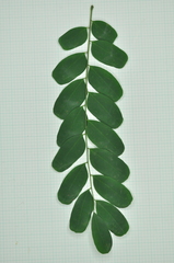 Adenanthera microsperma