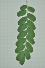 Adenanthera microsperma