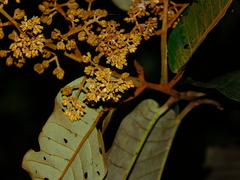 Virola sebifera