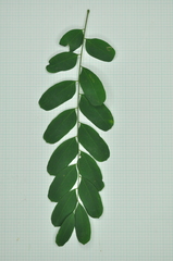 Adenanthera microsperma