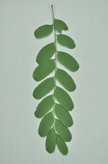 Adenanthera microsperma