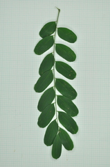 Adenanthera microsperma