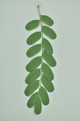 Adenanthera microsperma