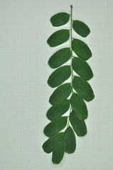 Adenanthera microsperma