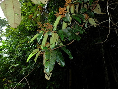 Virola sebifera