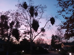 Phoradendron macrophyllum macrophyllum