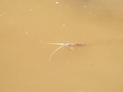 Iheringichthys labrosus