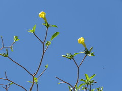 Tabernaemontana tomentosa