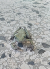 Osteopilus dominicensis