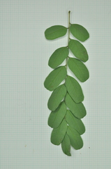 Adenanthera microsperma