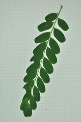 Adenanthera microsperma