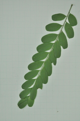 Adenanthera microsperma