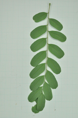 Adenanthera microsperma