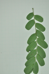 Adenanthera microsperma