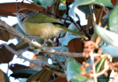 Hylophilus amaurocephalus