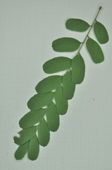 Adenanthera microsperma