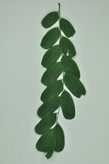 Adenanthera microsperma