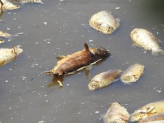 Pimelodus albicans