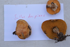 Suillus decipiens