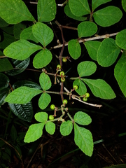 Cissus duarteana