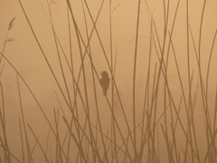 Acrocephalus scirpaceus