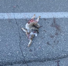 Sylvilagus audubonii