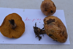 Suillus decipiens