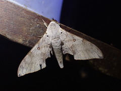 Neopolyptychus compar