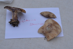 Lactarius subpalustris