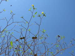 Tabernaemontana tomentosa