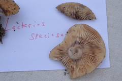 Lactarius subpalustris