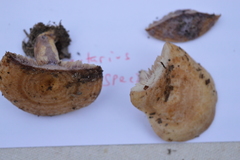 Lactarius subpalustris