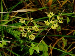 Cissus duarteana