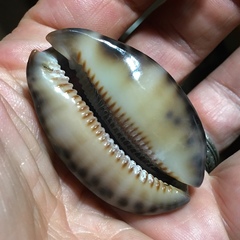 Mauritia arabica asiatica