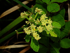Cissus duarteana