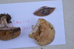 Lactarius subpalustris