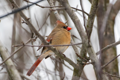 Cardinalis cardinalis cardinalis