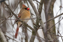 Cardinalis cardinalis cardinalis