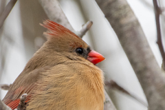Cardinalis cardinalis cardinalis