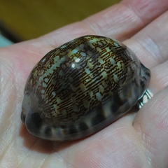 Mauritia arabica asiatica