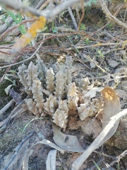 Tridentea gemmiflora