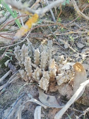 Tridentea gemmiflora