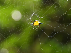 Macracantha hasselti