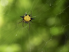 Macracantha hasselti