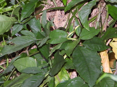 Dendrelaphis formosus