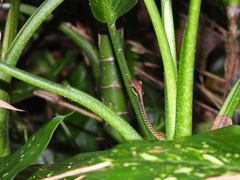 Dendrelaphis formosus