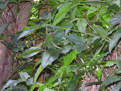 Dendrelaphis formosus