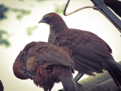 Ortalis squamata