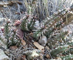 Tridentea gemmiflora