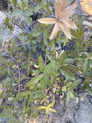 Quercus peninsularis